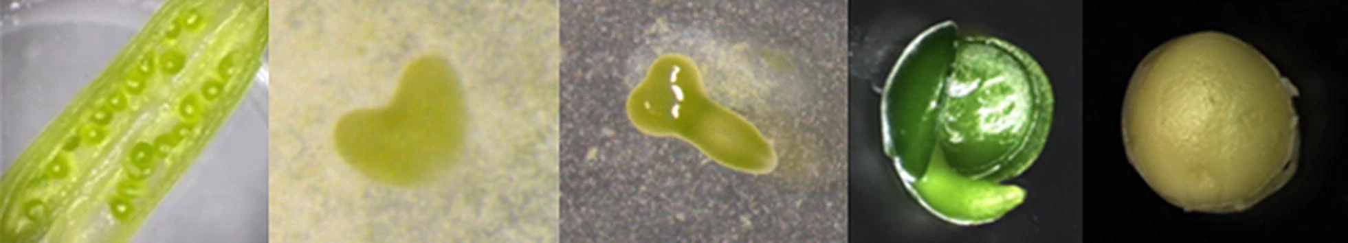 Developmental stages in B. napus and B. oleracea